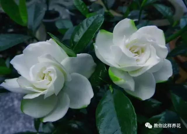 她把这些花养成了花球，竟然靠的是小小剪刀一把？