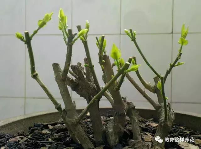 她把这些花养成了花球，竟然靠的是小小剪刀一把？