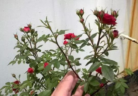 她把这些花养成了花球，竟然靠的是小小剪刀一把？