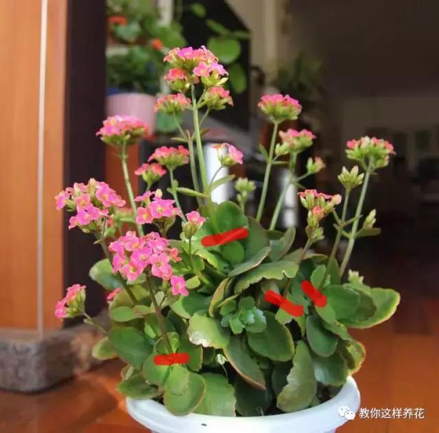 她把这些花养成了花球，竟然靠的是小小剪刀一把？