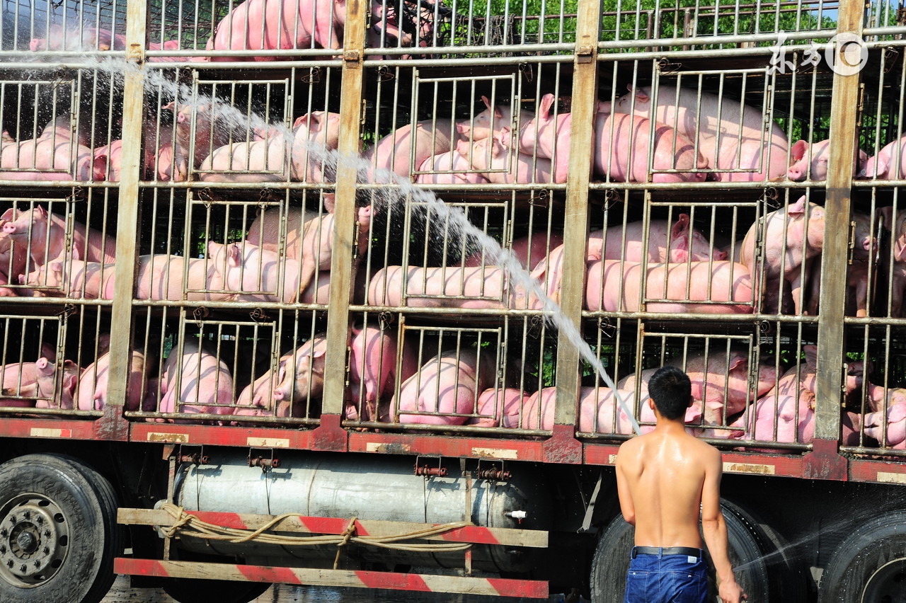 兽医手记猪中暑抢救,怀孕母猪中暑的急救方法