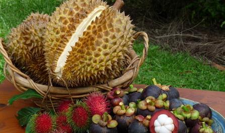 山竹的果子是什么果,山竹和蒜瓣一样的水果