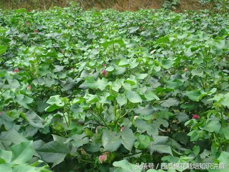 种棉花单趟高产还是双趟棉花高产,棉花如何控制旺长用什么农药