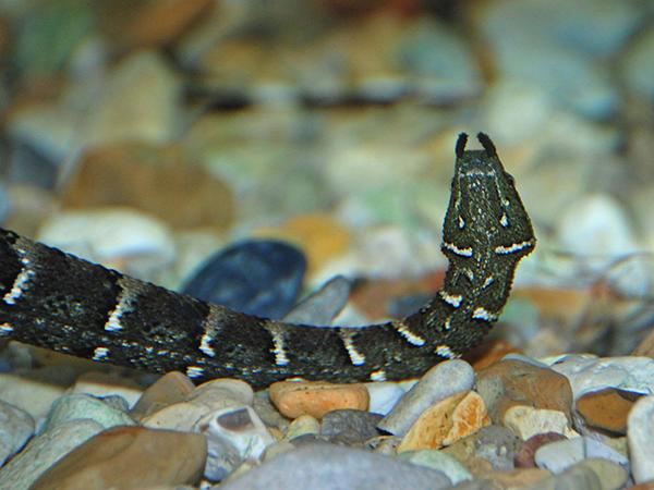 震惊!爬虫类竟会使“三十六计”(四)