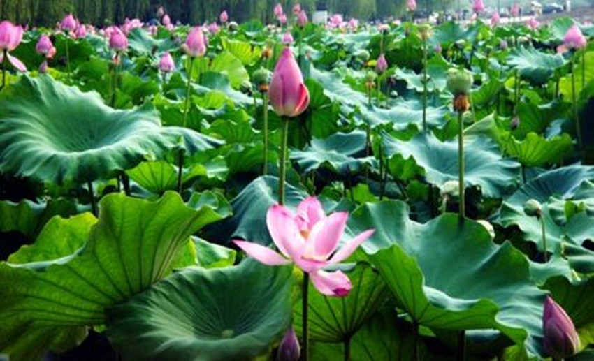 荷花和睡莲的区别在哪里,睡莲与荷花区别在什么地方