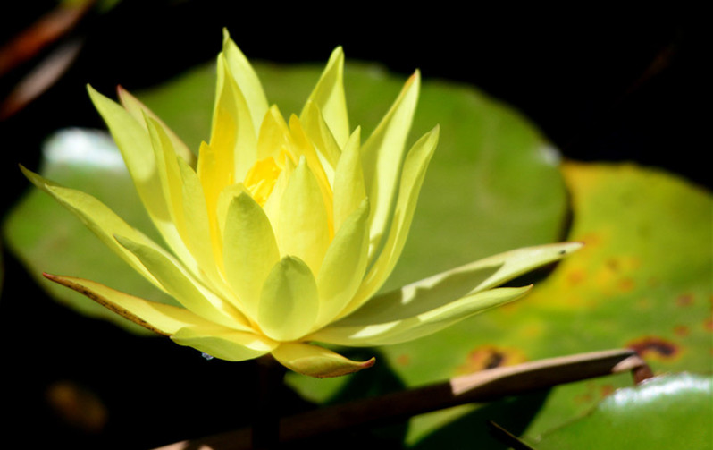 荷花和睡莲的区别在哪里,睡莲与荷花区别在什么地方