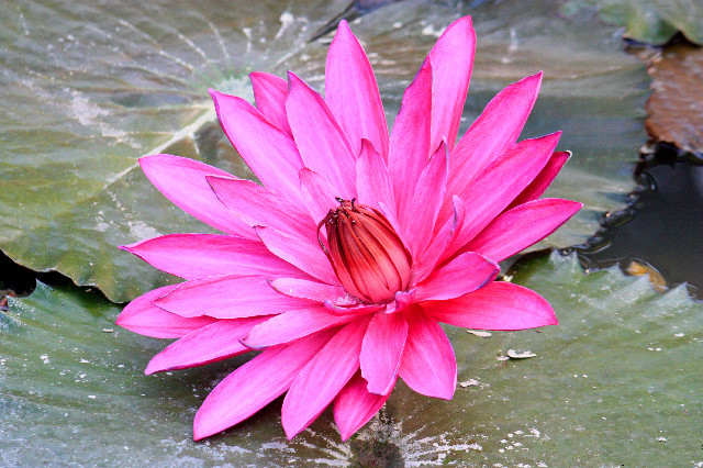 荷花和睡莲的区别在哪里,睡莲与荷花区别在什么地方