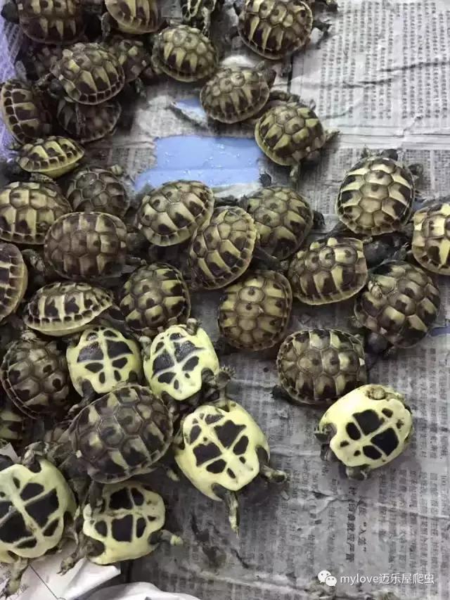 赫曼怎么繁殖,赫曼什么时候繁殖