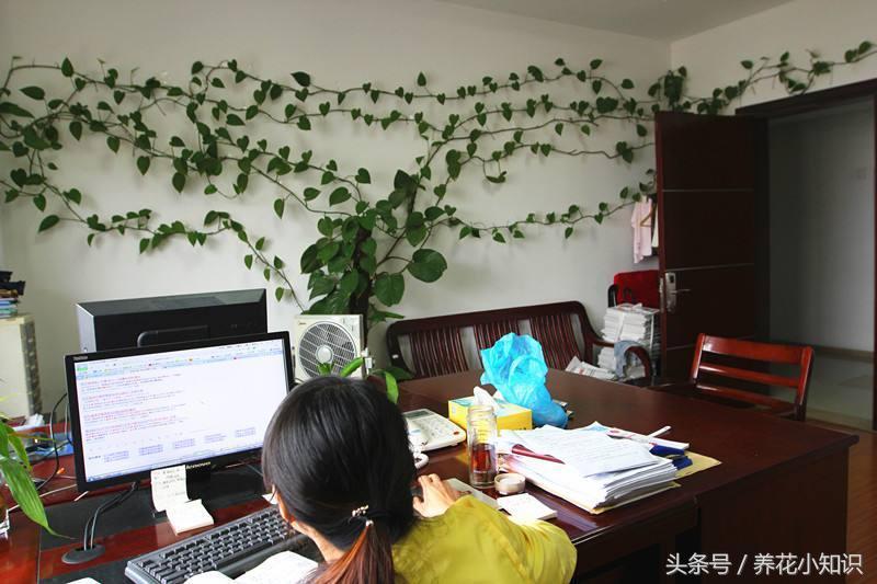 冬季水培绿萝叶黄有点烂根咋办,绿萝过冬后叶黄黑斑解救小妙招