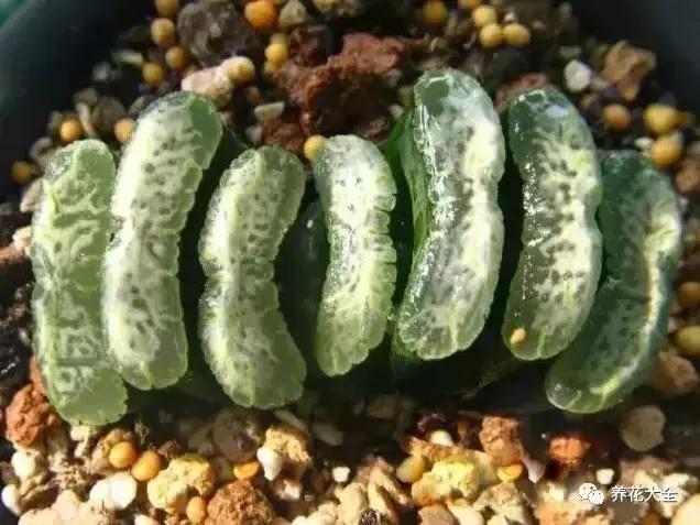 10多万一盆的多肉有吗 (他凭一个浇水口诀养了2000盆多肉)