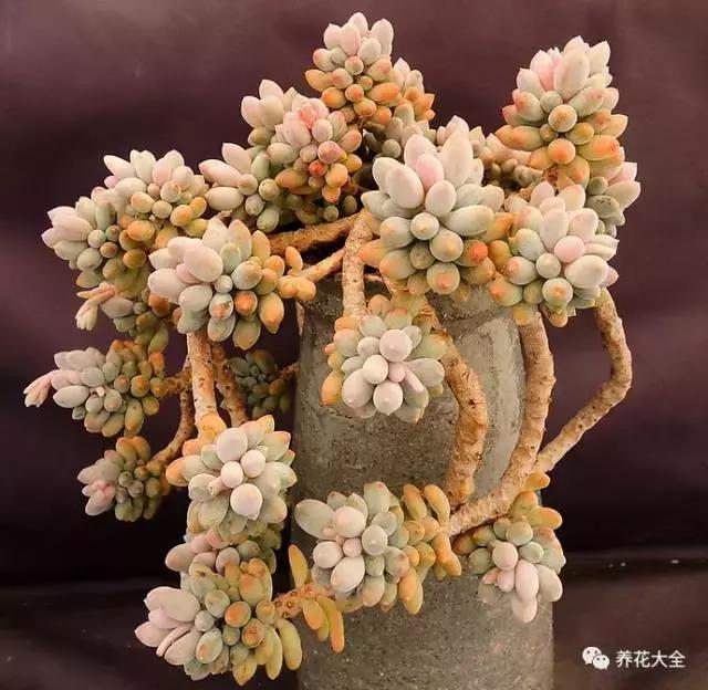 10多万一盆的多肉有吗 (他凭一个浇水口诀养了2000盆多肉)