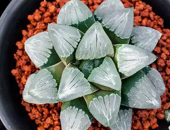 10多万一盆的多肉有吗 (他凭一个浇水口诀养了2000盆多肉)