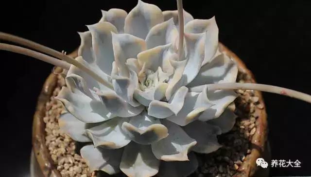 10多万一盆的多肉有吗 (他凭一个浇水口诀养了2000盆多肉)