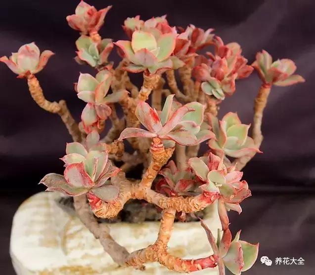 10多万一盆的多肉有吗 (他凭一个浇水口诀养了2000盆多肉)