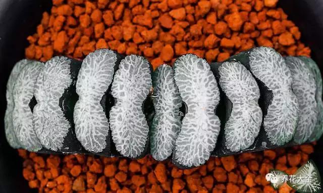 10多万一盆的多肉有吗 (他凭一个浇水口诀养了2000盆多肉)