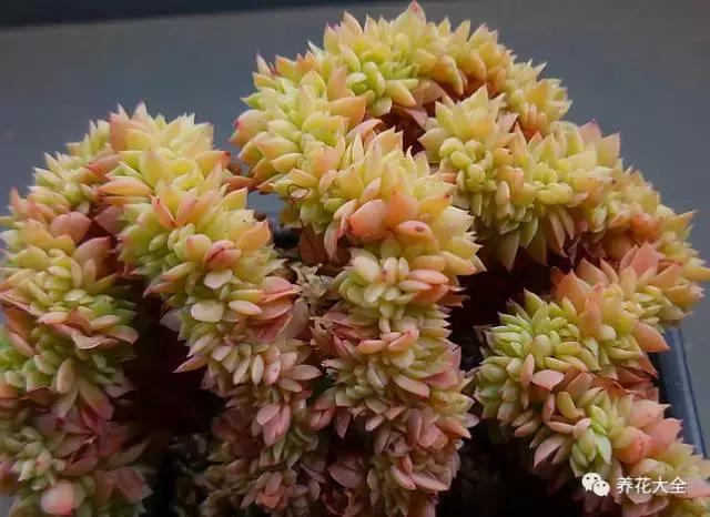 10多万一盆的多肉有吗 (他凭一个浇水口诀养了2000盆多肉)