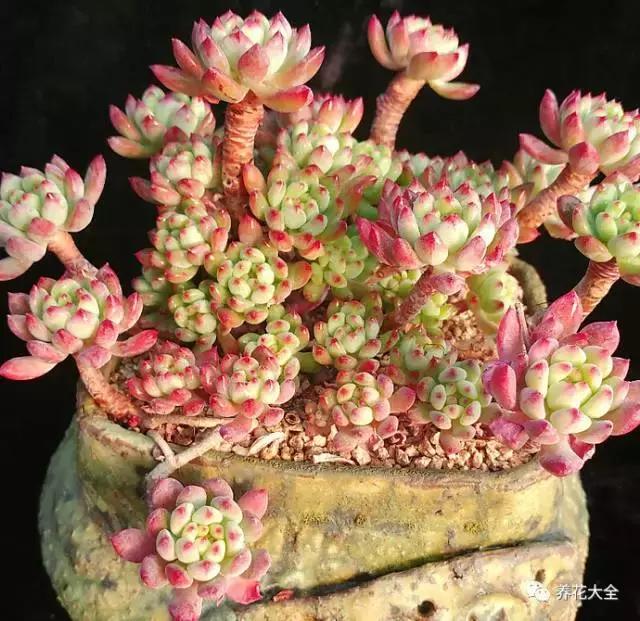 10多万一盆的多肉有吗 (他凭一个浇水口诀养了2000盆多肉)