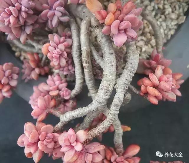 10多万一盆的多肉有吗 (他凭一个浇水口诀养了2000盆多肉)