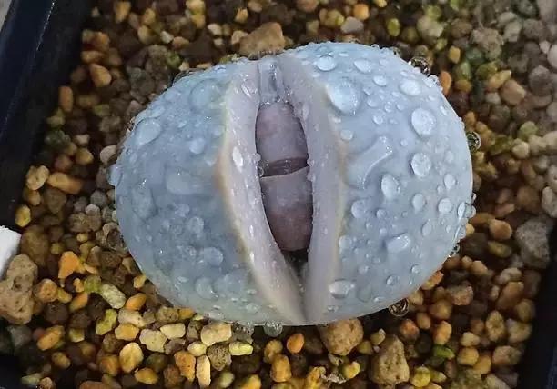 10多万一盆的多肉有吗 (他凭一个浇水口诀养了2000盆多肉)