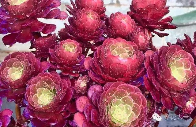 10多万一盆的多肉有吗 (他凭一个浇水口诀养了2000盆多肉)