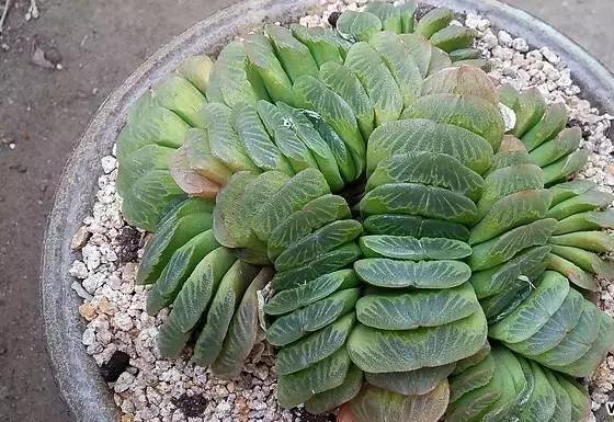 10多万一盆的多肉有吗 (他凭一个浇水口诀养了2000盆多肉)