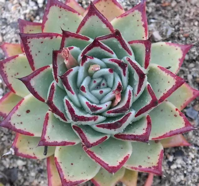 10多万一盆的多肉有吗 (他凭一个浇水口诀养了2000盆多肉)