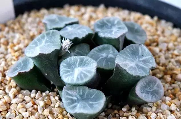 10多万一盆的多肉有吗 (他凭一个浇水口诀养了2000盆多肉)