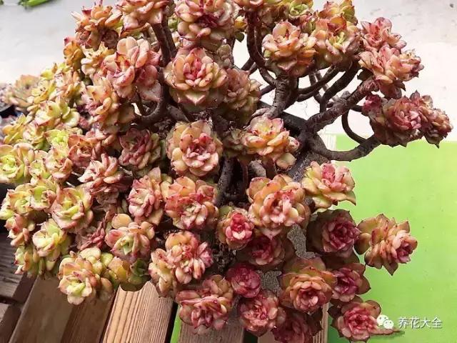 10多万一盆的多肉有吗 (他凭一个浇水口诀养了2000盆多肉)