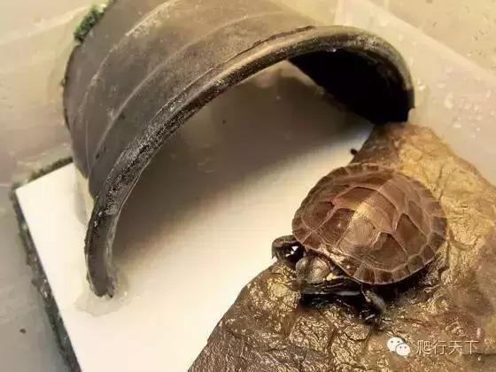 藏穴是什么意思,藏穴