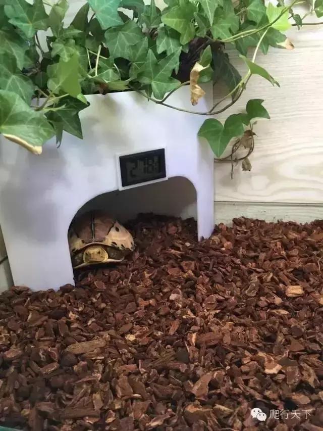 藏穴是什么意思,藏穴