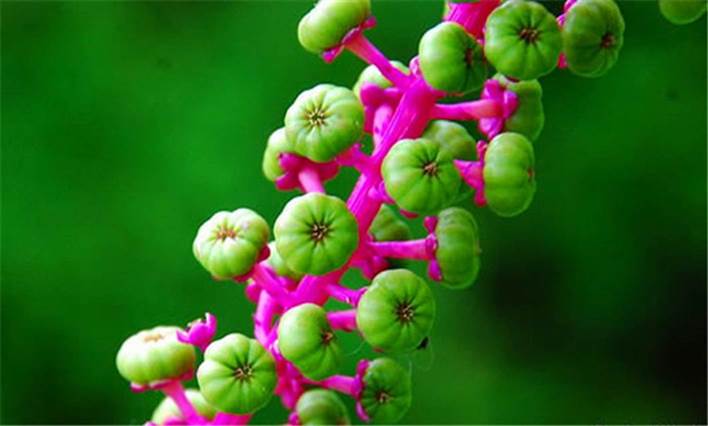 葡萄一样的水果李子,葡萄一样的猕猴桃