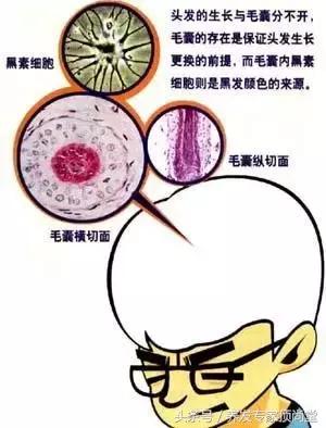 白发转黑不用染靠谱么,白发转黑按什么穴位