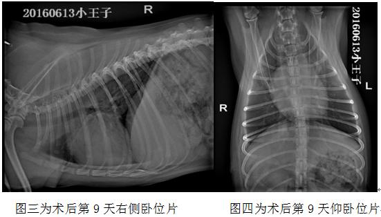 犬气胸能自愈么,犬猫气胸病例