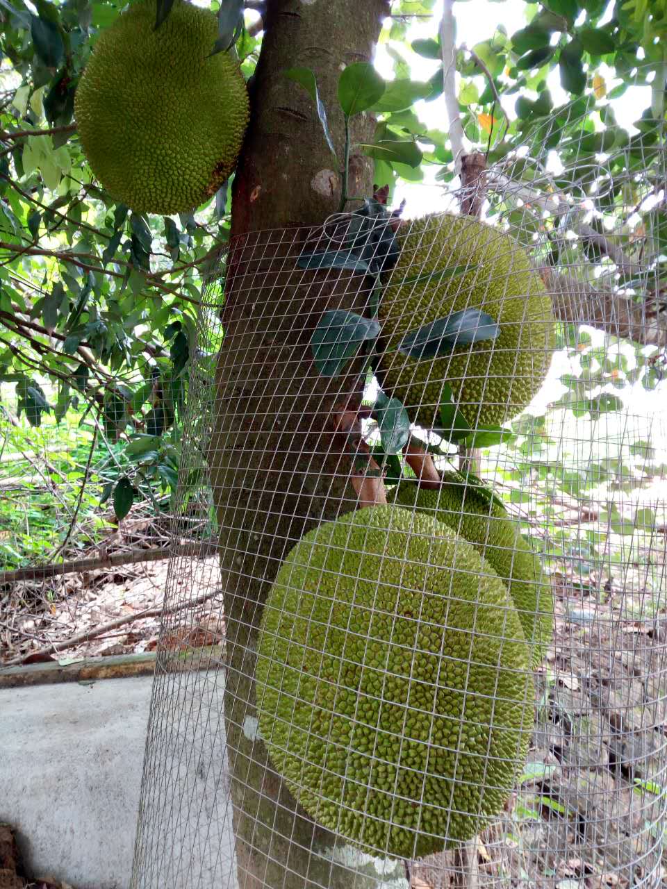 树上菠萝干苞和湿苞图片,湿苞菠萝蜜树