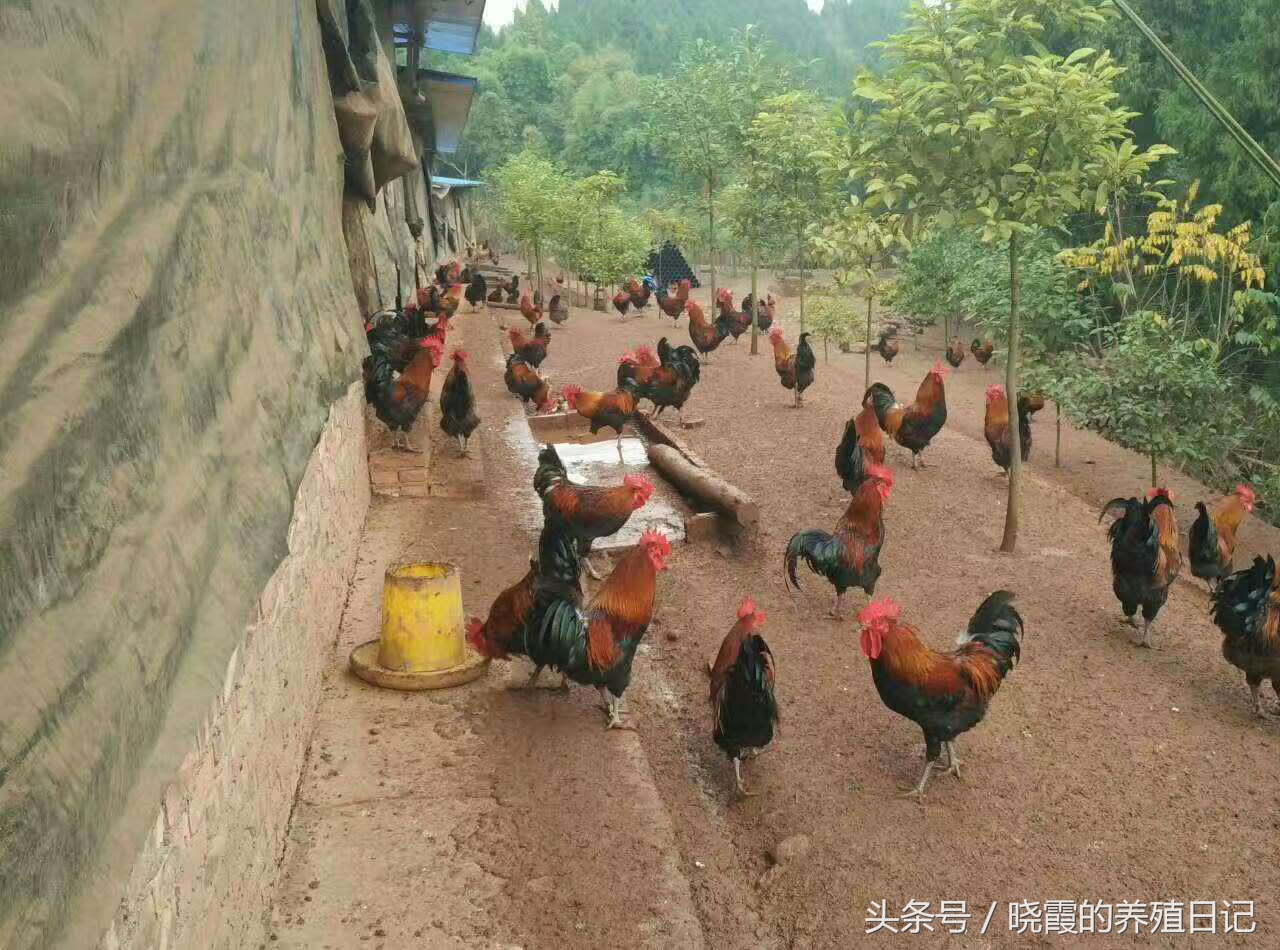 养殖户通过养鸡发家致富,农村养殖户经营