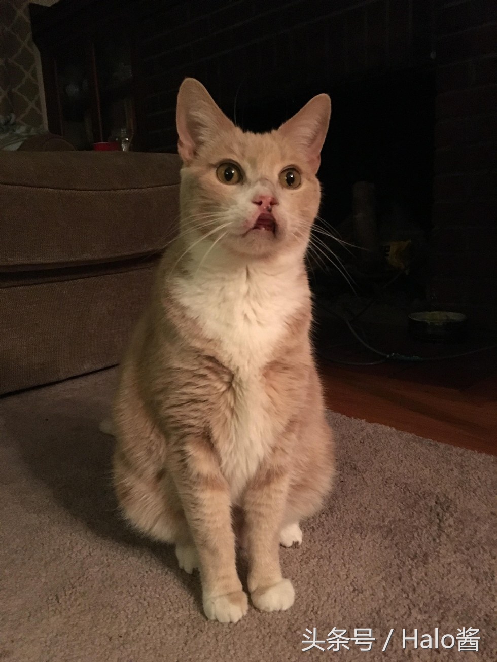 猫咪兔唇怎么办,兔唇猫咪