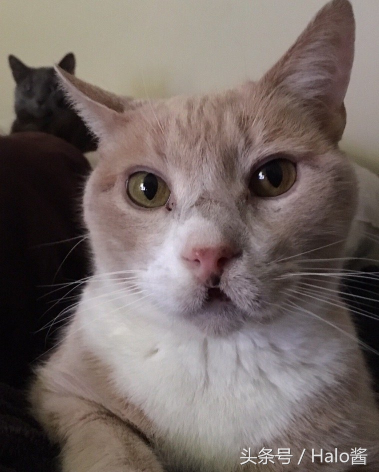 猫咪兔唇怎么办,兔唇猫咪