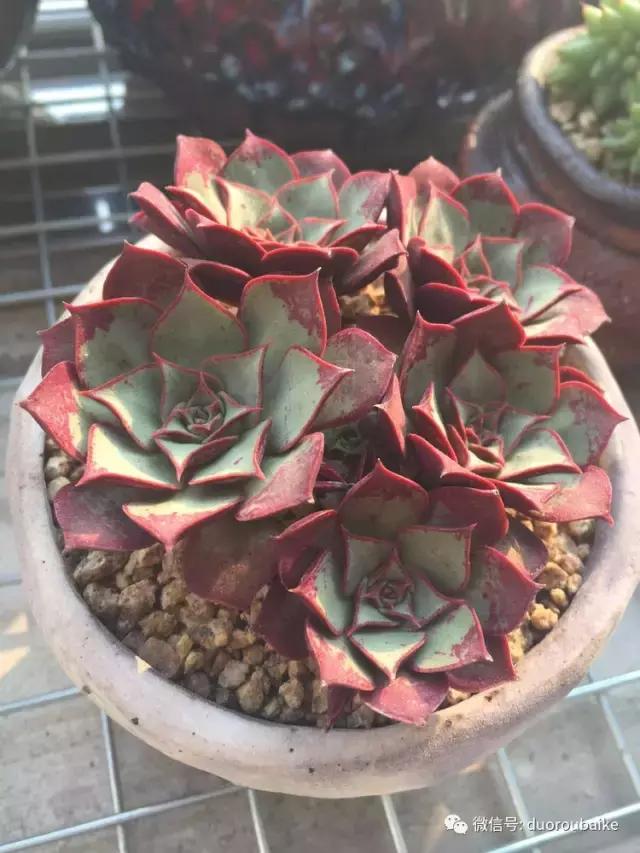 夏日多肉状态,夏天的多肉褪去了华丽的颜色