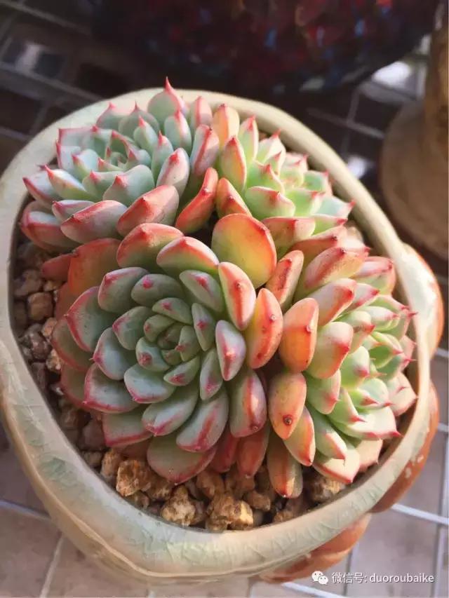 夏日多肉状态,夏天的多肉褪去了华丽的颜色