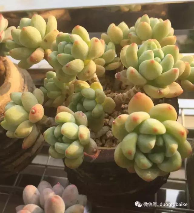 夏日多肉状态,夏天的多肉褪去了华丽的颜色