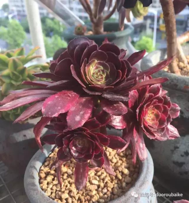 夏日多肉状态,夏天的多肉褪去了华丽的颜色