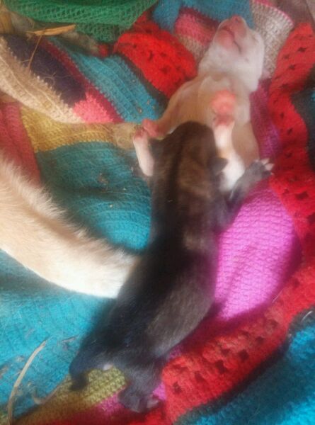 哈士奇被别的狗欺负了,哈士奇和萨摩耶的混种宝宝