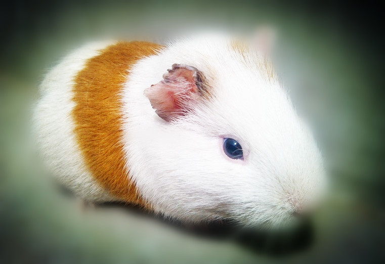 写给猪猪小情书,盘点猪猪最好听的歌