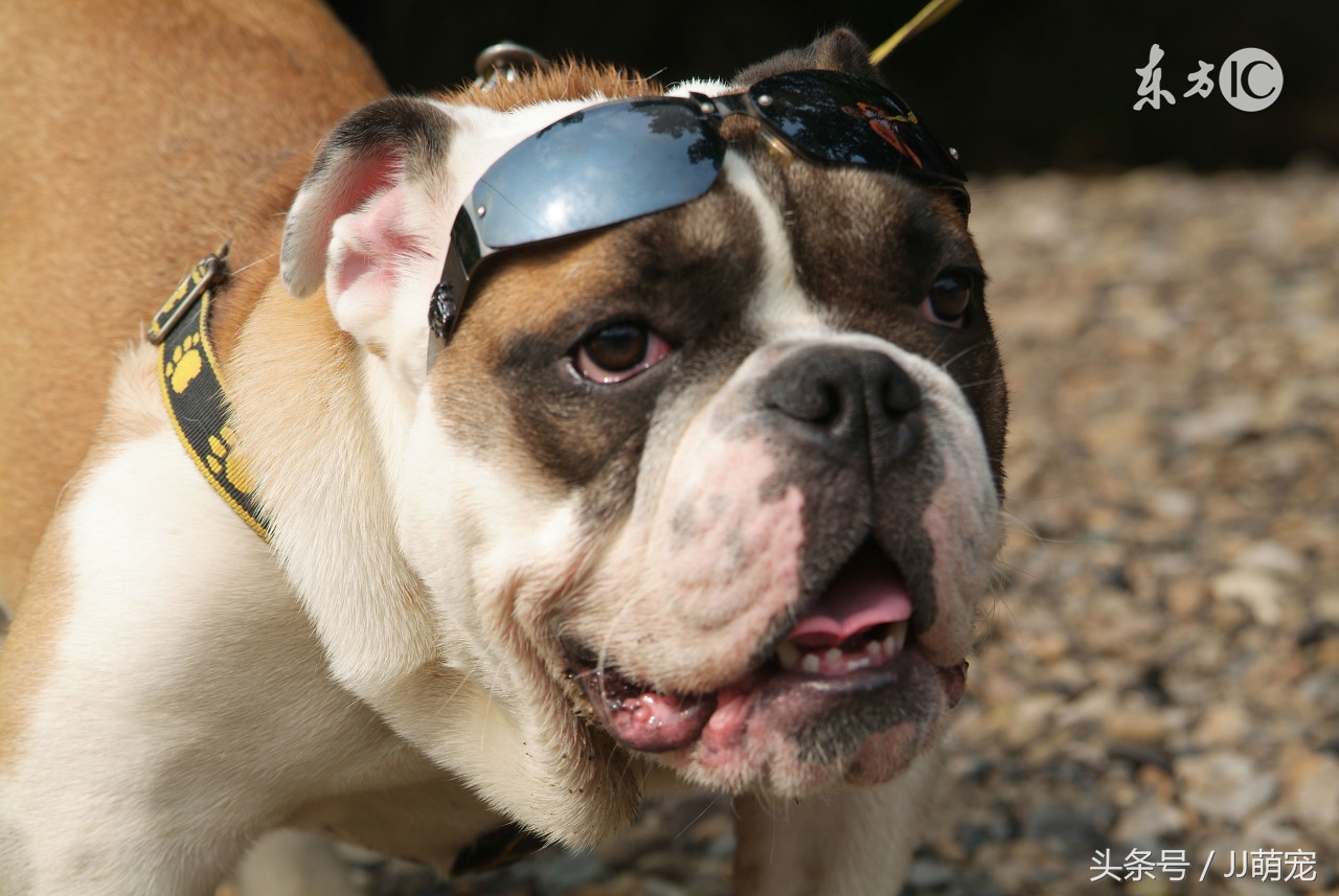 世上有多少种狗狗,世上有几种狗狗叫什么名字