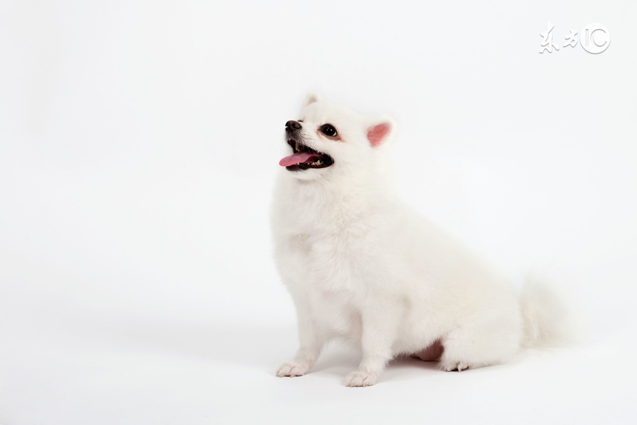 属狗的性格爱恨分明记仇,属狗的性格