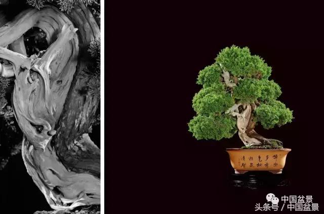 全国盆景拍卖前十 (盆景拍卖专场)