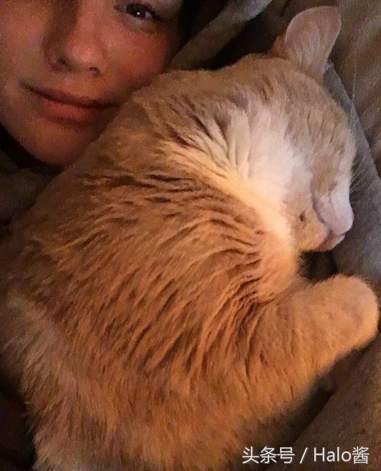 猫咪兔唇怎么办,兔唇猫咪