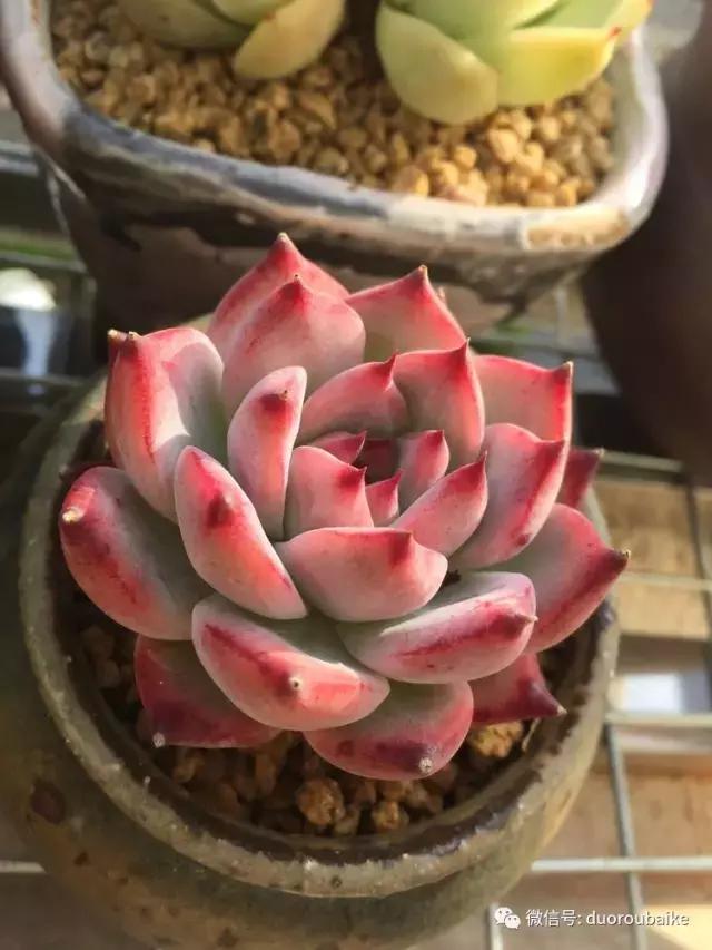 夏日多肉状态,夏天的多肉褪去了华丽的颜色
