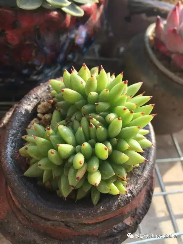 夏日多肉状态,夏天的多肉褪去了华丽的颜色