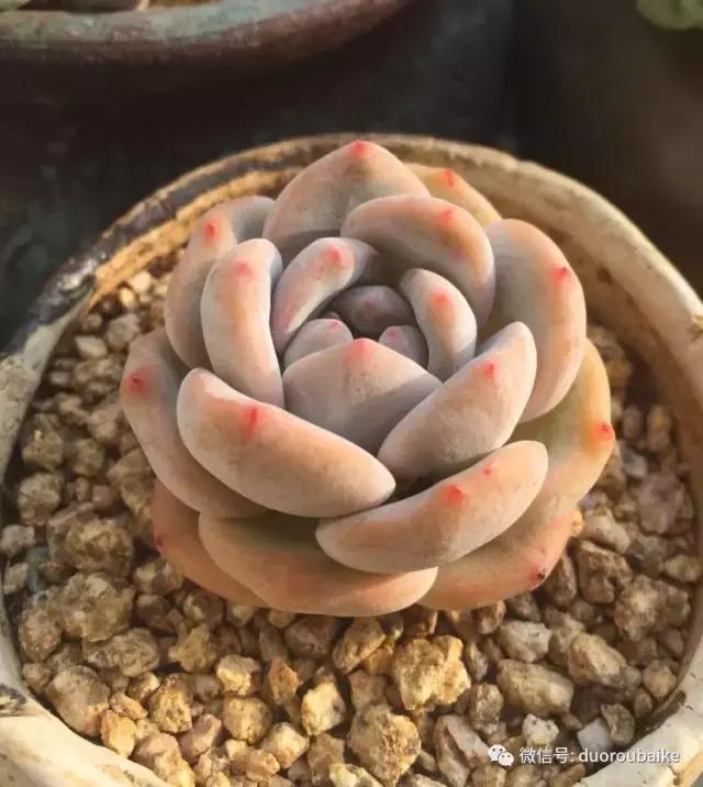 夏日多肉状态,夏天的多肉褪去了华丽的颜色